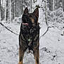 Sultan a rejoint le concours — aidez-le/la à gagner de superbes lots ! dog, german_shepherd, snow, forest, winter, animal, outdoor, canine, pet, nature, tree, cold, fur, muzzle, alert, standing, leash, snowy_ground, winter_forest, wildlife