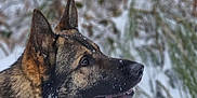 Sultan participe au concours pour gagner de l'argent avec cette photo : dog, german_shepherd, snow, outdoor, animal, winter, nature, fur, pet, profile, canine, cold, ears, muzzle, collar, branch, background, wild, forest, alert
