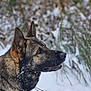 dog, german_shepherd, snow, outdoor, animal, winter, nature, fur, pet, profile, canine, cold, ears, muzzle, collar, branch, background, wild, forest, alert