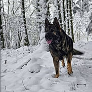 Sultan participe au concours pour gagner de l'argent avec cette photo : dog, german_shepherd, snow, winter, forest, animal, outdoor, canine, nature, trees, cold, walking, tongue_out, fur, snowy, daytime, mammal, pet, happy, landscape