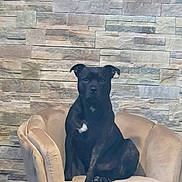 Paco participe au concours pour gagner de l'argent avec cette photo : dog, black_dog, armchair, furniture, indoor, pet, canine, seated, stone_wall, beige, comfort, calm, animal, domestic_animal, portrait, looking_at_camera, resting, cute, friendly, house
