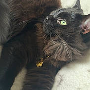 Kovu is registered to the contest to win money with this photo: cat, black_cat, green_eyes, long_fur, whiskers, collar, bell, blanket, cozy, indoor, close_up, portrait, relaxed, lounging, fur_texture, pet, sleepy, mammal, ear, nose