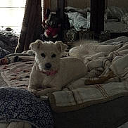 Buttercup joined the competition — help win amazing prizes! dog, bed, blanket, pillow, indoor, mirror, window, natural_light, decor, furniture, pet, cozy, resting, white_dog, soft_light, fabric, room, home, relaxing, sleepy