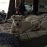 dog, bed, blanket, pillow, indoor, mirror, window, natural_light, decor, furniture, pet, cozy, resting, white_dog, soft_light, fabric, room, home, relaxing, sleepy