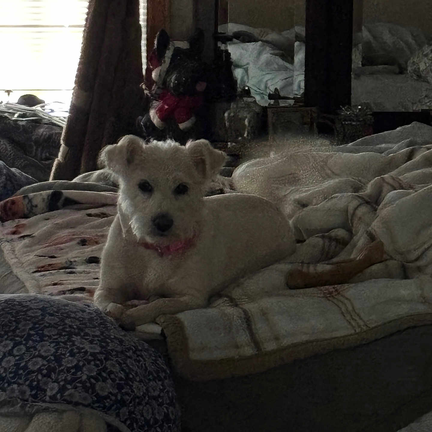 Buttercup joined the competition — help win amazing prizes! dog, bed, blanket, pillow, indoor, mirror, window, natural_light, decor, furniture, pet, cozy, resting, white_dog, soft_light, fabric, room, home, relaxing, sleepy