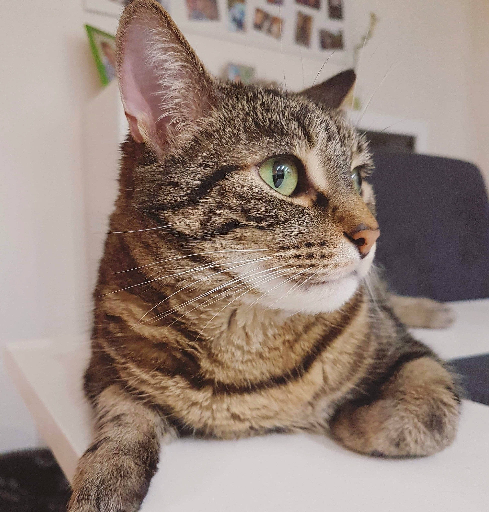 Pylou participe au concours pour gagner de l'argent avec cette photo : art, carnivore, cat, domestic_short_haired_cat, felidae, fur, paw, small_to_medium_sized_cats, snout, tail, terrestrial_animal, whiskers