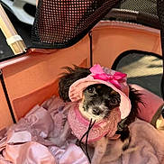 Lola joined the competition — help win amazing prizes! puppy, dog, pink, hat, bow, pet_carrier, blanket, soft, cute, small, fur, black_and_white, clothing, pet, indoor, cozy, looking_up, adorable, animal, young