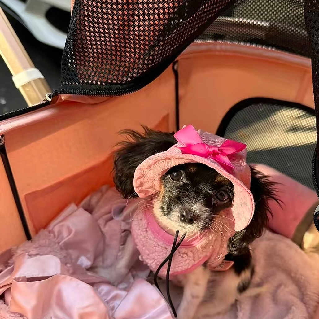 Lola joined the competition — help win amazing prizes! adorable, animal, black_and_white, blanket, bow, clothing, cozy, cute, dog, fur, hat, indoor, looking_up, pet, pet_carrier, pink, puppy, small, soft, young