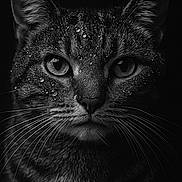 Oseille a rejoint le concours — aidez-le/la à gagner de superbes lots ! cat, close_up, black_and_white, water_droplets, whiskers, animal, portrait, feline, intense_gaze, dark_background, sharp_focus, texture, wet_fur, eyes, face, muzzle, ears, monochrome, nature, pet