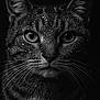 cat, close_up, black_and_white, water_droplets, whiskers, animal, portrait, feline, intense_gaze, dark_background, sharp_focus, texture, wet_fur, eyes, face, muzzle, ears, monochrome, nature, pet