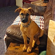 Rex is registered to the contest to win money with this photo: blanket, brown_dog, carpet, collar, couch, cozy, curious, dog, domestic_animal, furnishing, furniture, home, indoor, living_room, pet, puppy, seated, small_table, table, wooden_table