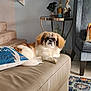 Gizmo is registered to the contest to win money with this photo: dog, pet, living_room, ottoman, leather, couch, pillow, stairs, table, lamp, decor, pelican_statues, rug, floor, indoor, furniture, relaxed, small_dog, home, cozy