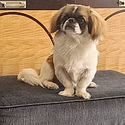 Gizmo is registered to the contest to win money with this photo: dog, small_dog, fluffy, white, brown, pet, indoor, furniture, cushion, cabinet, curious, sitting, animal, domestic_animal, cute, face, ears, tail, fur, paw