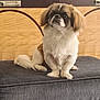 dog, small_dog, fluffy, white, brown, pet, indoor, furniture, cushion, cabinet, curious, sitting, animal, domestic_animal, cute, face, ears, tail, fur, paw