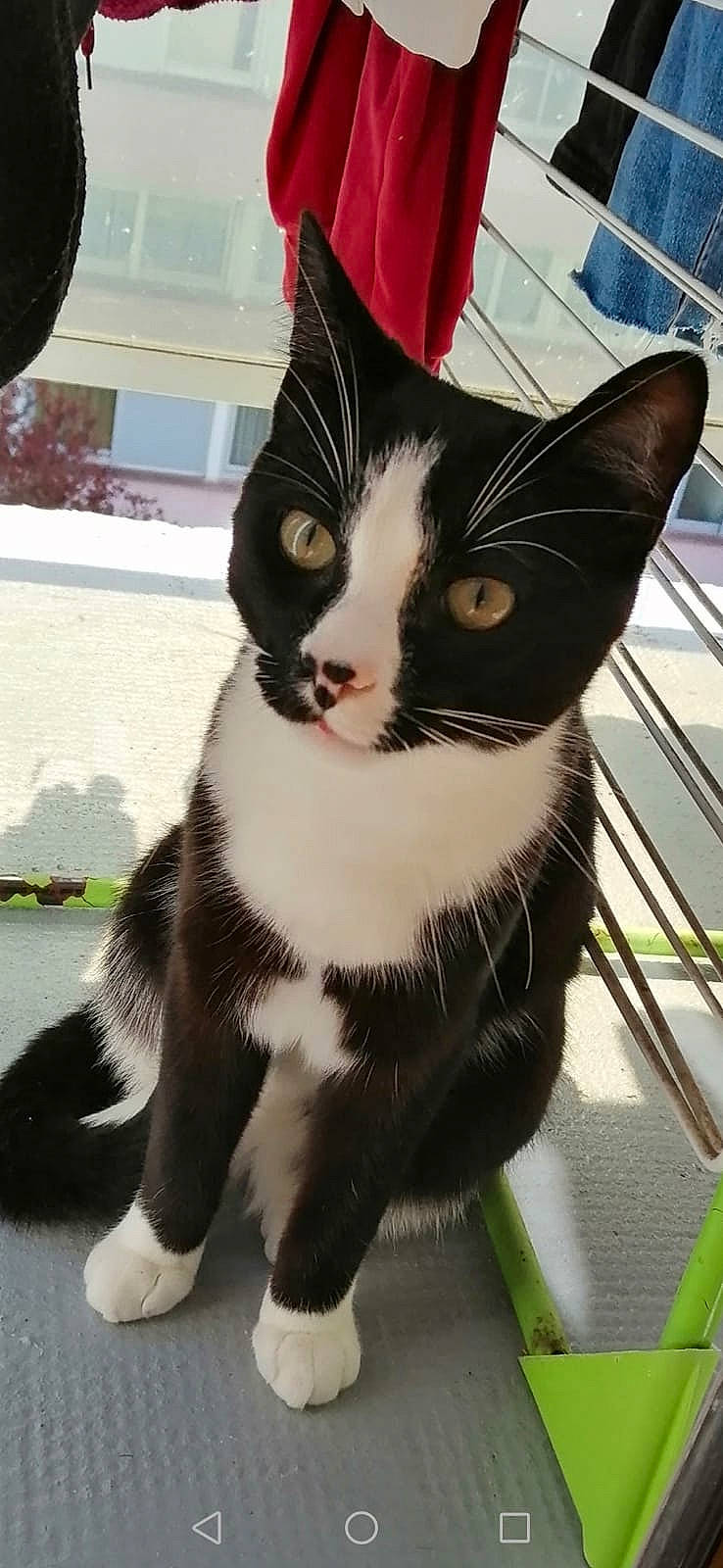 Ninja a rejoint le concours — aidez-le/la à gagner de superbes lots ! black_cat, carnivore, cat, domestic_short_haired_cat, felidae, foot, fur, grass, paw, plant, small_to_medium_sized_cats, snout, tail, terrestrial_animal, tree, whiskers, window