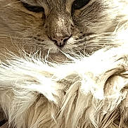 June a rejoint le concours — aidez-le/la à gagner de superbes lots ! cat, fluffy, close_up, sleepy, feline, animal, pet, whiskers, fur, relaxed, cute, domestic, mammal, face, resting, cozy, soft, indoor, portrait, calm