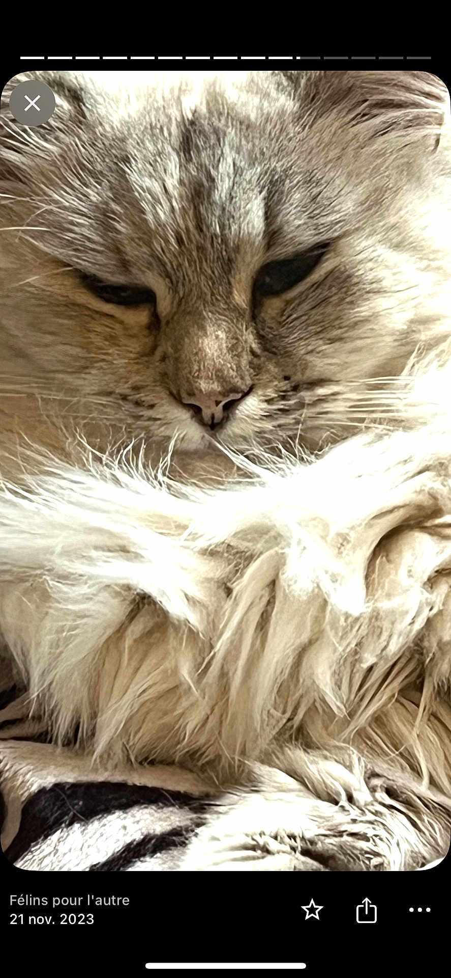 June a rejoint le concours — aidez-le/la à gagner de superbes lots ! cat, fluffy, close_up, sleepy, feline, animal, pet, whiskers, fur, relaxed, cute, domestic, mammal, face, resting, cozy, soft, indoor, portrait, calm