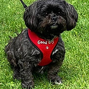 Naya participe au concours pour gagner de l'argent avec cette photo : dog, black_dog, pet, grass, outdoor, animal, canine, fur, harness, red_harness, sitting, leash, cute, small_dog, portrait, nature, friendly, alert, companion, daylight