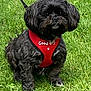dog, black_dog, pet, grass, outdoor, animal, canine, fur, harness, red_harness, sitting, leash, cute, small_dog, portrait, nature, friendly, alert, companion, daylight
