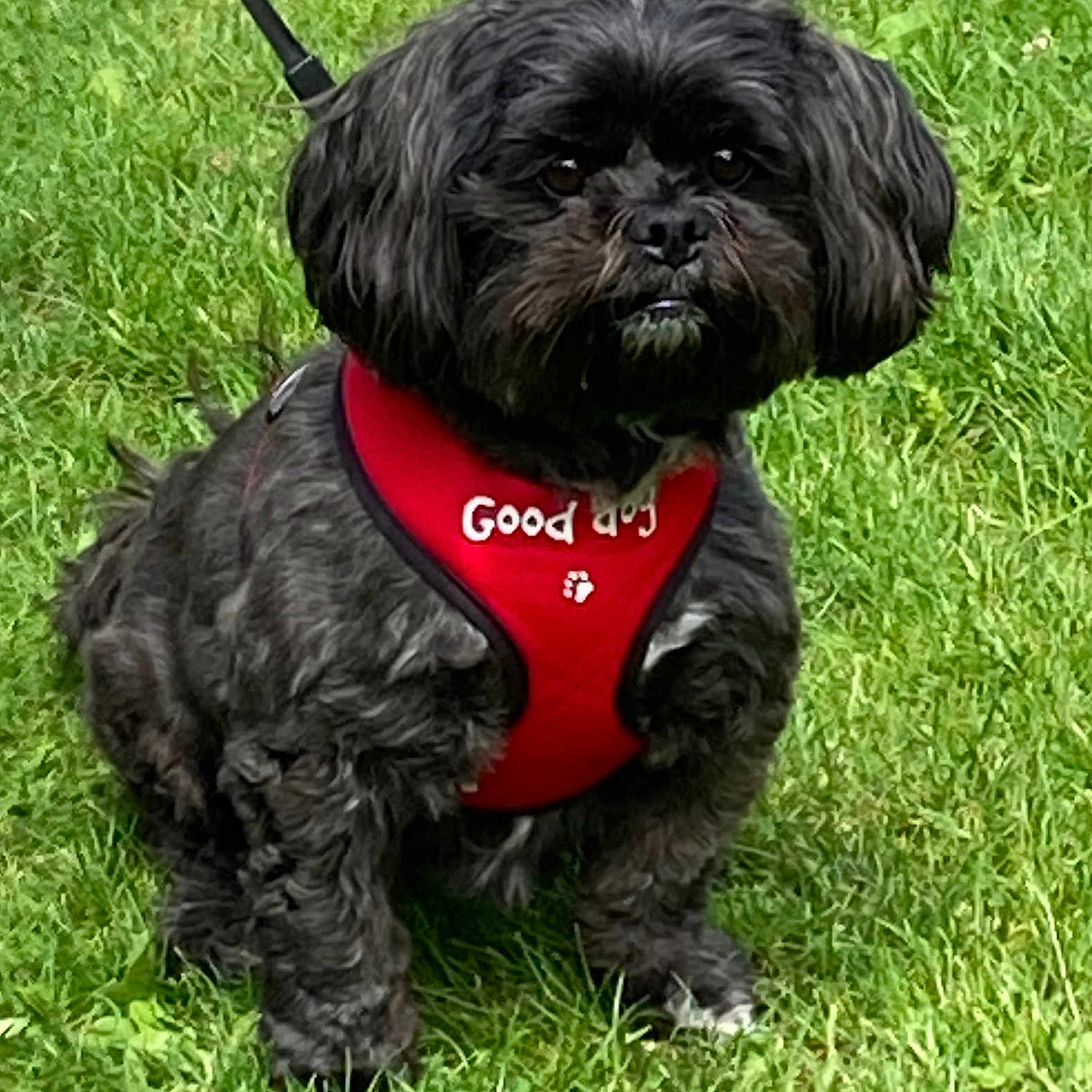 Naya participe au concours pour gagner de l'argent avec cette photo : alert, animal, black_dog, canine, companion, cute, daylight, dog, friendly, fur, grass, harness, leash, nature, outdoor, pet, portrait, red_harness, sitting, small_dog