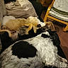 Haiko participe au concours pour gagner de l'argent avec cette photo : dog, couch, fur, sleeping, cozy, indoor, blanket, wooden_chair, floor, furniture, relaxing, pet, animal, companion, resting, home, snuggle, brown, black, white