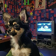 Haiko a rejoint le concours — aidez-le/la à gagner de superbes lots ! chihuahua, puppy, dog, pet, indoor, blanket, colorful, patterned_wallpaper, posters, retro, television, video_game, green_alien, toys, furniture, floor, living_room, cute, small_dog, alert