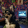 chihuahua, puppy, dog, pet, indoor, blanket, colorful, patterned_wallpaper, posters, retro, television, video_game, green_alien, toys, furniture, floor, living_room, cute, small_dog, alert