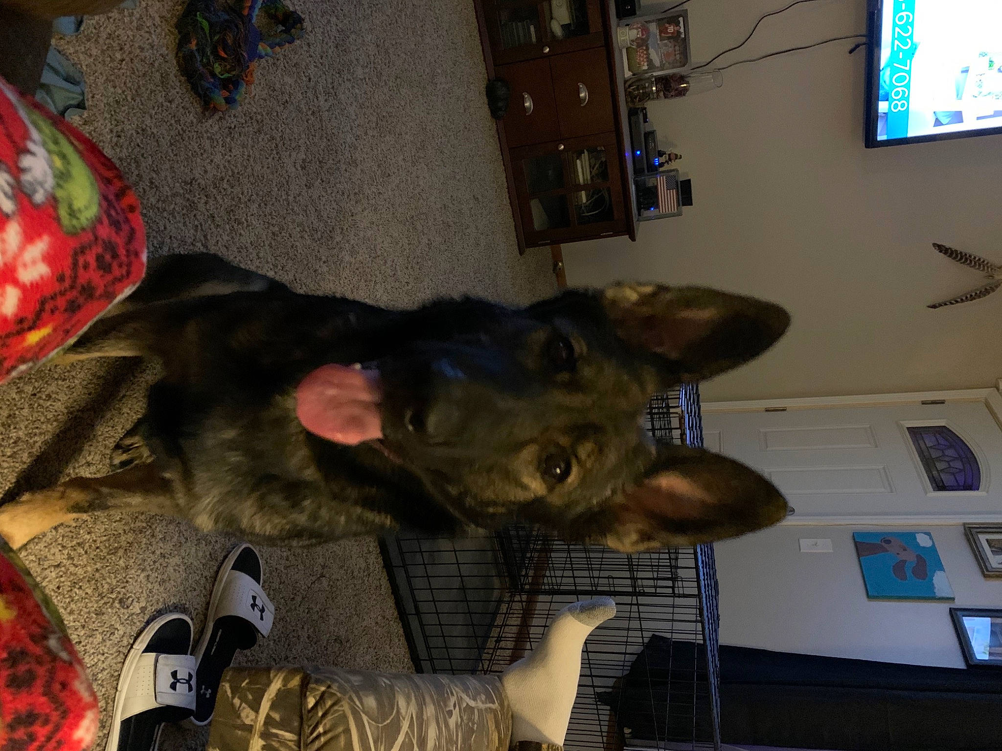 Karma joined the competition — help win amazing prizes! cable_television, canidae, carnivore, collar, companion_dog, display_device, dog, dog_breed, flat_panel_display, fur, home_appliance, lcd_tv, led_backlit_lcd_display, picture_frame, snout, sporting_group, television, television_accessory, television_set, vertebrate