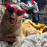 Ulysse a rejoint le concours — aidez-le/la à gagner de superbes lots ! animal, bed, blanket, casual, clothes, cozy, cute, dog, fur, golden_dog, hand, heart_shaped_sunglasses, indoor, licking_nose, paw, pet, pink_sunglasses, relaxed, room, shelf