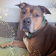 Iron Man participe au concours pour gagner de l'argent avec cette photo : dog, pet, canine, portrait, close_up, bandana, brown_coat, sofa, couch, living_room, paw, nose, eyes, ears, relaxed, indoor, sparkle_filter, confetti, companion, muzzle