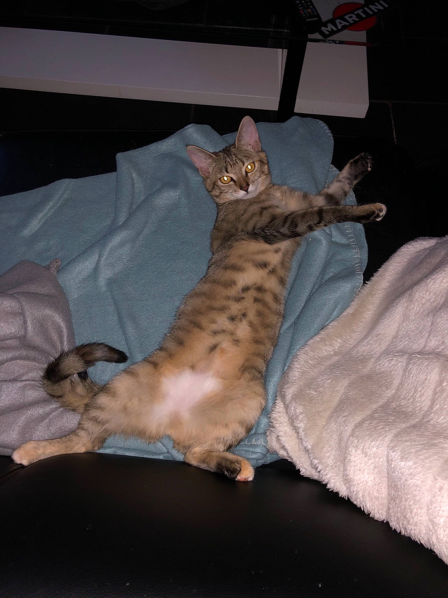 Onyl participe au concours pour gagner de l'argent avec cette photo : asian, bengal, carnivore, cat, chausie, egyptian_mau, fawn, felidae, kitten, mammal, ocicat, oriental_longhair, oriental_shorthair, peterbald, pixie_bob, savannah, small_to_medium_sized_cats, sokoke, toyger, vertebrate