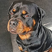 Portos participe au concours pour gagner de l'argent avec cette photo : rottweiler, dog, pet, animal, canine, sitting, black, brown, fur, portrait, indoor, floor, looking_up, ears, snout, nose, eyes, companion, domestic, calm