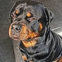rottweiler, dog, pet, animal, canine, sitting, black, brown, fur, portrait, indoor, floor, looking_up, ears, snout, nose, eyes, companion, domestic, calm
