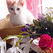 Karamel a rejoint le concours — aidez-le/la à gagner de superbes lots ! animal, basket, bouquet, cat, close_up, curious, cute, decor, domestic, flowers, indoor, kitten, orange_spots, pet, pink_curtain, purple_flowers, table, white_cat, white_flowers, woven_basket