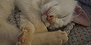 Olaf participe au concours pour gagner de l'argent avec cette photo : kitten, sleeping, white_cat, cat_paws, close_up, cozy, blanket, soft_texture, pet, animal, cute, resting, feline, indoor, fur, whiskers, pink_nose, relaxation, peaceful, nap