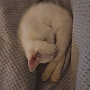 Olaf participe au concours pour gagner de l'argent avec cette photo : cat, kitten, white_cat, sleeping, curled_up, blanket, cozy, fur, pet, indoor, resting, cute, animal, mammal, paw, relaxation, soft, texture, home, comfort