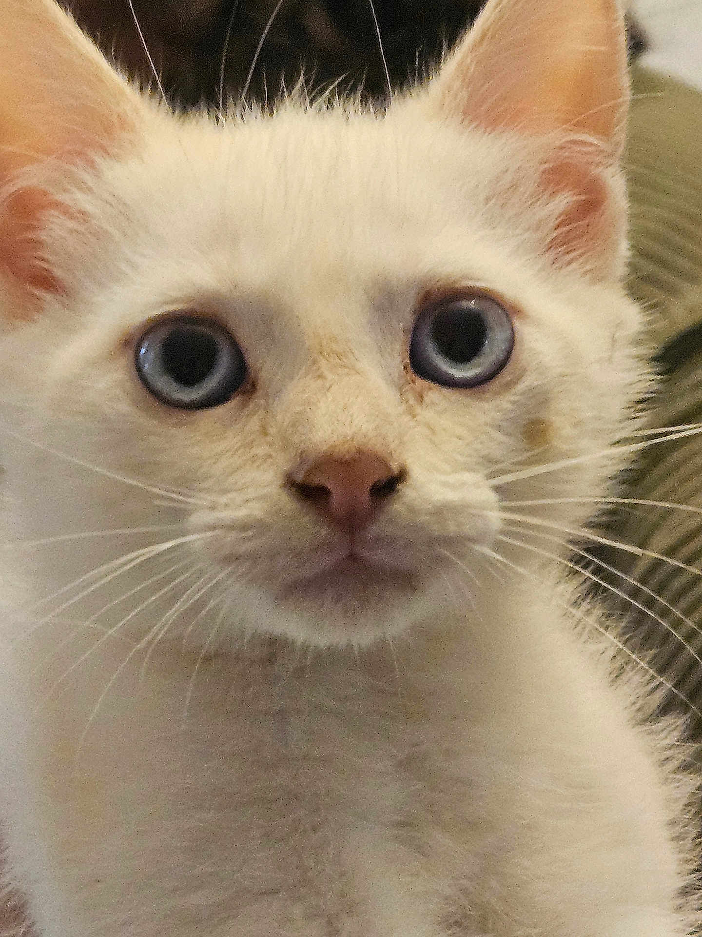 Olaf