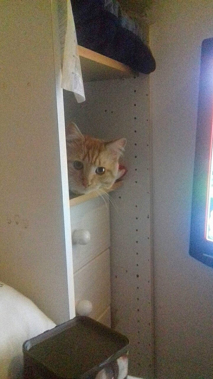 Kovu a rejoint le concours — aidez-le/la à gagner de superbes lots ! carnivore, cat, european_shorthair, fawn, felidae, kitten, room, small_to_medium_sized_cats, whiskers