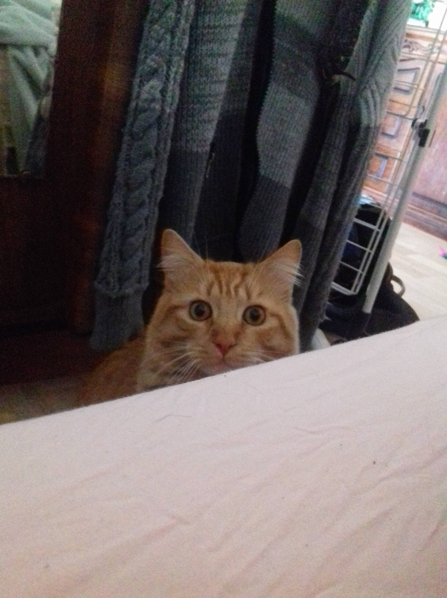 Kovu participe au concours pour gagner de l'argent avec cette photo : aegean_cat, american_shorthair, asian, bengal, carnivore, cat, domestic_short_haired_cat, european_shorthair, eye, fawn, felidae, fur, kitten, small_to_medium_sized_cats, tabby_cat, whiskers, window