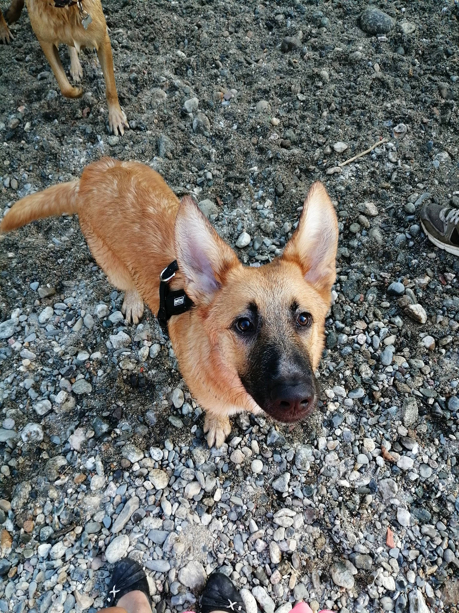 Packo a rejoint le concours — aidez-le/la à gagner de superbes lots ! belgian_shepherd, belgian_shepherd_malinois, canidae, carnivore, dog, dog_breed, east_european_shepherd, fawn, german_shepherd_dog, king_shepherd, kunming_wolfdog, mammal, old_german_shepherd_dog, police_dog, rare_breed_dog, shiloh_shepherd_dog, snout, street_dog, vertebrate, working_dog