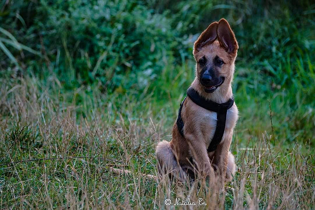 Packo a rejoint le concours — aidez-le/la à gagner de superbes lots ! canidae, carnivore, dog, dog_breed, fawn, grass, hunting_dog, mammal, plant, snout, vertebrate, wildlife