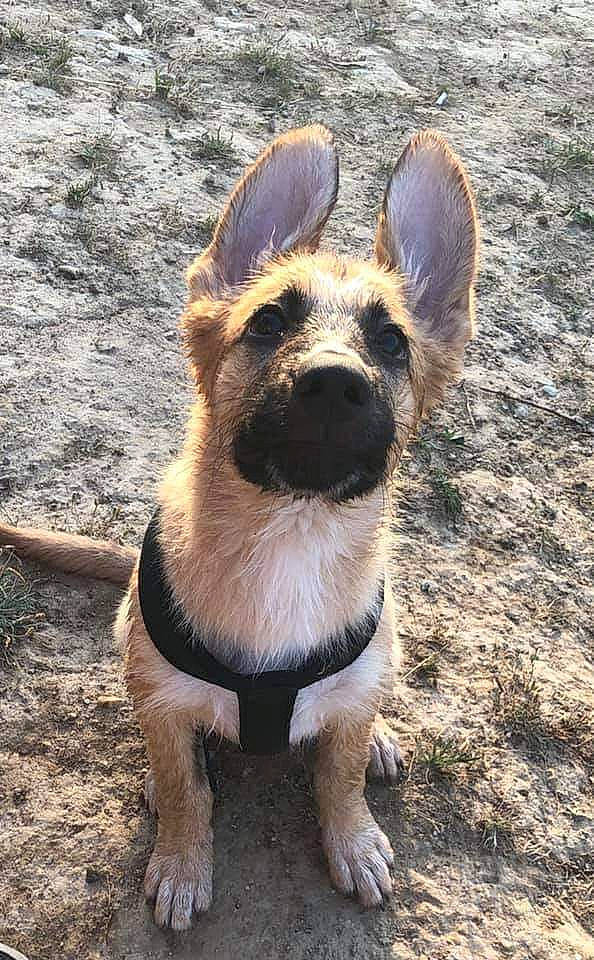 Packo participe au concours pour gagner de l'argent avec cette photo : canidae, carnivore, dog, dog_breed, fawn, german_shepherd_dog, king_shepherd, mammal, old_german_shepherd_dog, rare_breed_dog, snout, street_dog, vertebrate