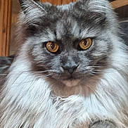 Salsa a rejoint le concours — aidez-le/la à gagner de superbes lots ! cat, long_hair, gray_cat, amber_eyes, pet, feline, animal, domestic_cat, resting, wooden_surface, indoor, close_up, whiskers, ears, fur, portrait, cute, household, eye_contact, fluffy