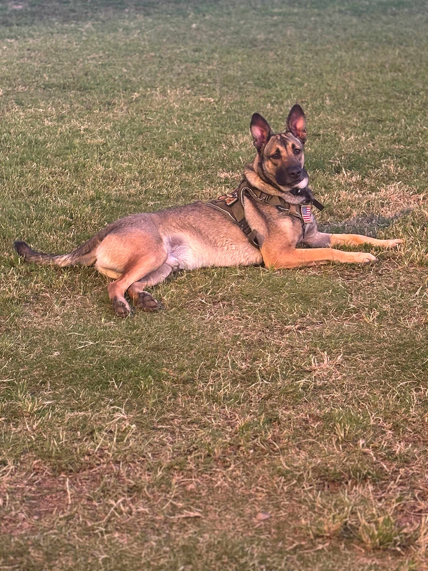 Fred joined the competition — help win amazing prizes! alert, animal, brown, canine, dog, ears, field, fur, grass, laying, mammal, nature, outdoor, patch, pet, portrait, resting, tactical, tan, vest