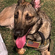 Fred is registered to the contest to win money with this photo: dog, canine, animal, grass, outdoor, tongue, harness, american_flag, pet, mammal, ears, fur, nose, brown, black, resting, closeup, portrait, summer, daylight