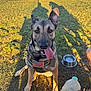 Fred is registered to the contest to win money with this photo: dog, german_shepherd, canine, pet, animal, grass, outdoor, sunlight, harness, american_flag, tongue_out, happy, sitting, water_bowl, water_jug, shadow, park, daytime, nature, companion