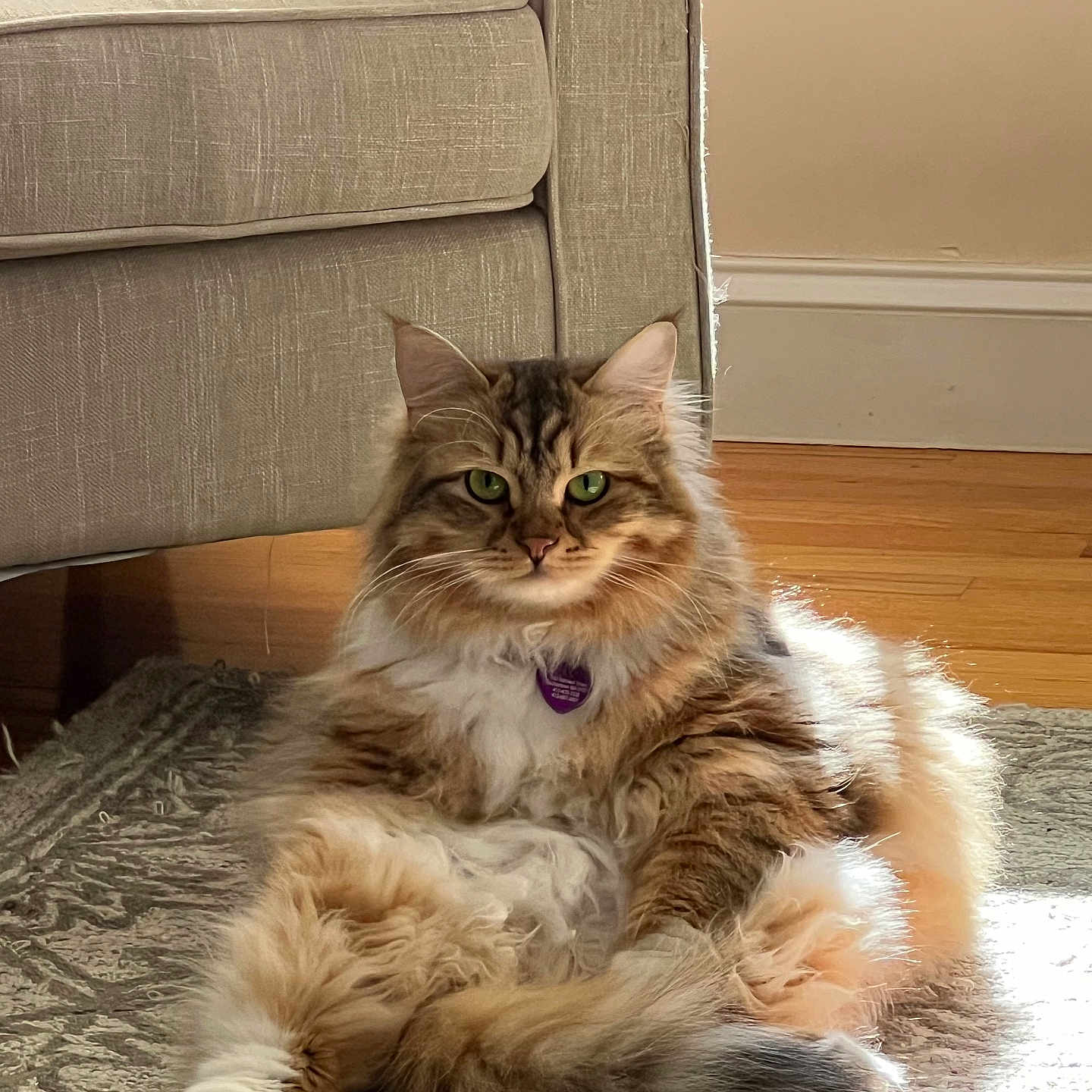 Mochi joined the competition — help win amazing prizes! animal, architecture, bodypart, building, cat, chair, couch, cushion, furniture, hardwood, homedecor, indoors, interiordesign, kitten, livingroom, manx, mouth, pet, room, wood