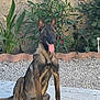 dog, brindle_coat, sitting, tongue_out, alert, ears_up, patio, stone_floor, plants, flowers, garden, outdoor, sunlight, happy, pet, canine, nature, greenery, young_dog, animal