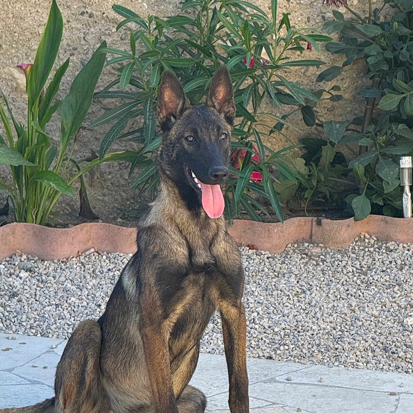 Athéna a rejoint le concours — aidez-le/la à gagner de superbes lots ! alert, animal, brindle_coat, canine, dog, ears_up, flowers, garden, greenery, happy, nature, outdoor, patio, pet, plants, sitting, stone_floor, sunlight, tongue_out, young_dog