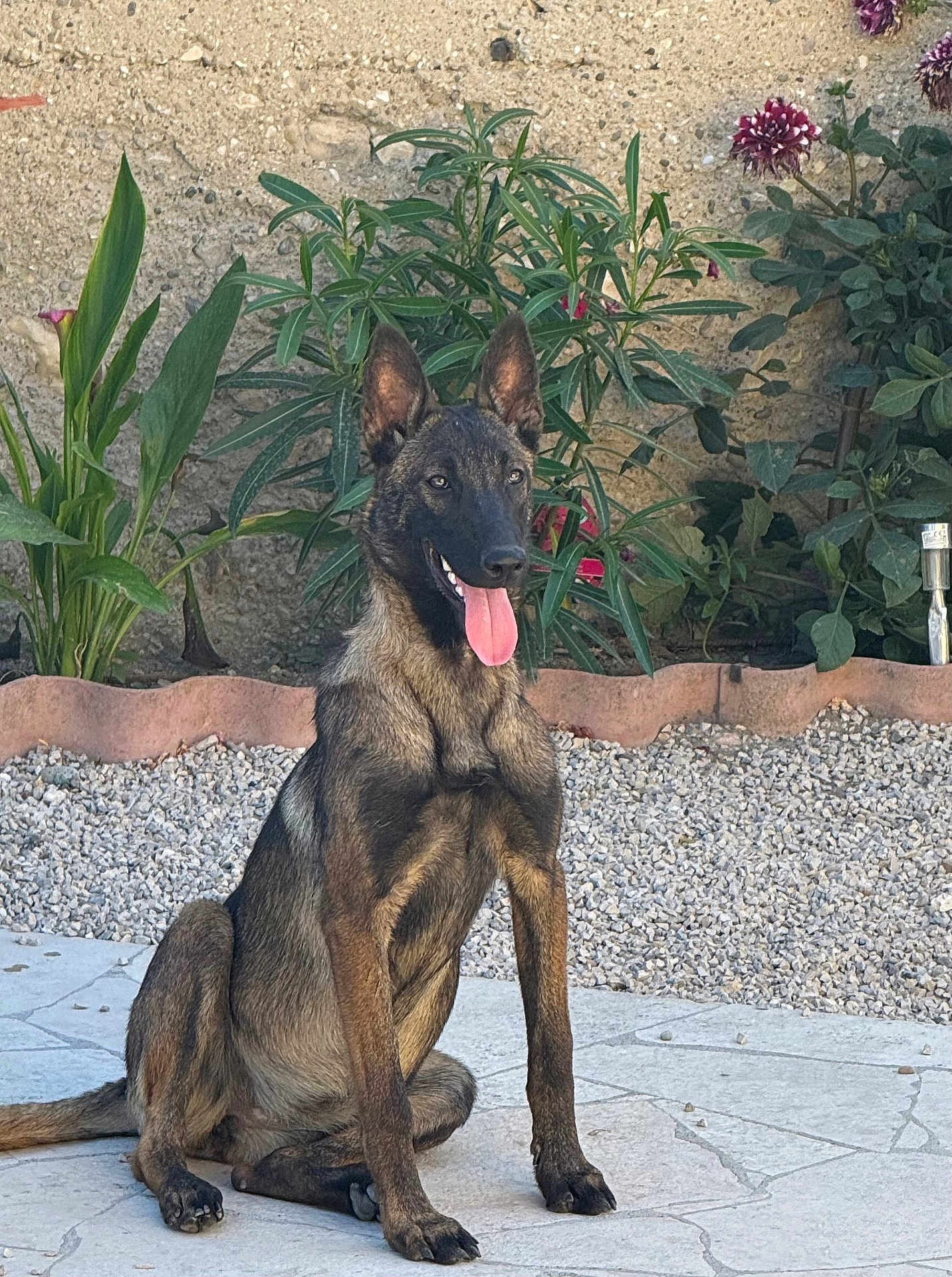 Athéna a rejoint le concours — aidez-le/la à gagner de superbes lots ! dog, brindle_coat, sitting, tongue_out, alert, ears_up, patio, stone_floor, plants, flowers, garden, outdoor, sunlight, happy, pet, canine, nature, greenery, young_dog, animal